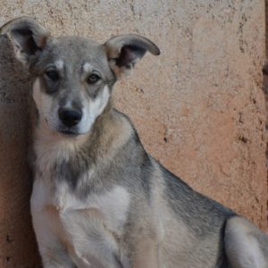 Μαρσέλα – Marcella