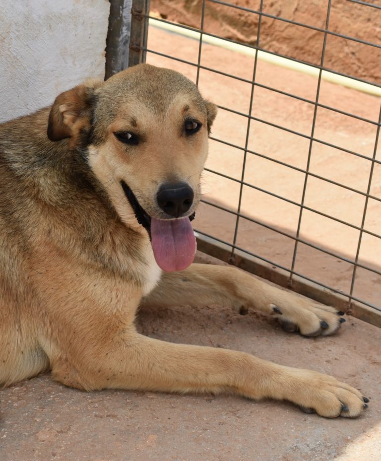 Read more about the article Κάσιους – Cassius