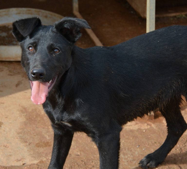 Read more about the article Κόντυ – Cody