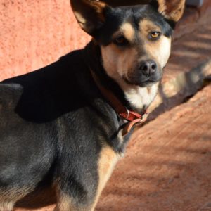 Μοντάνα – Montana