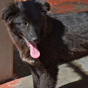 Άστρα – Astra