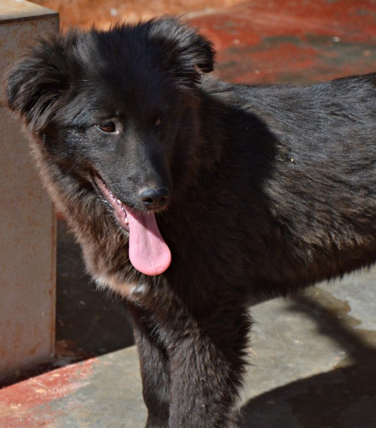 Read more about the article Άστρα – Astra