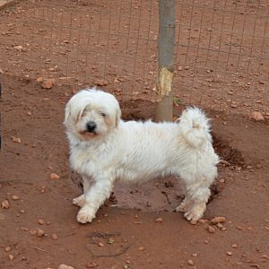 Κένζι – Kensi