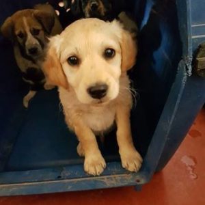 Παγκόσμια Ημέρα Αδέσποτων Ζώων