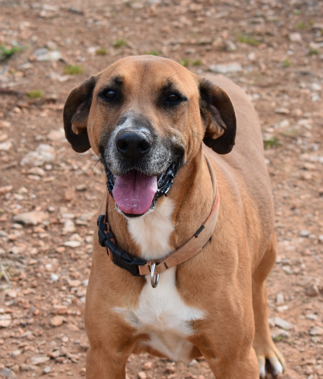 You are currently viewing Ερέτρια – Eretria