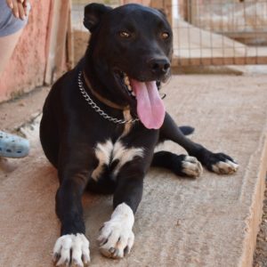 Ντιέγκο – Diego