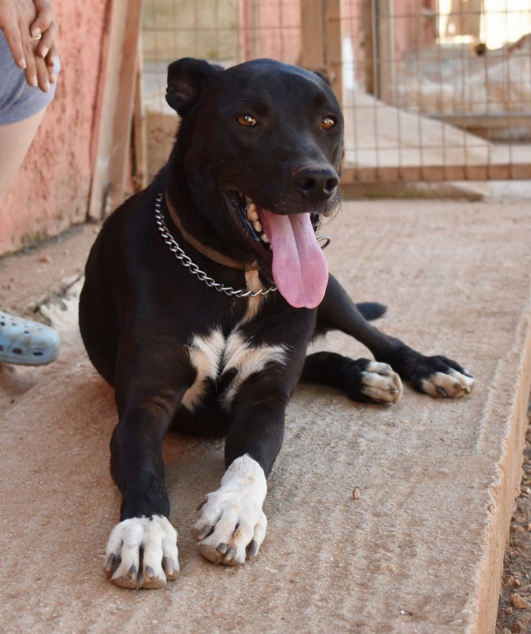 Read more about the article Ντιέγκο – Diego