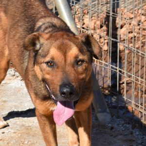 Λίμπρε – Libre