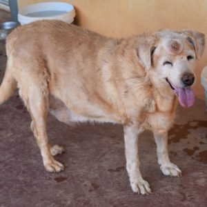 Παππούς Ράλφ – Grandpa Ralf