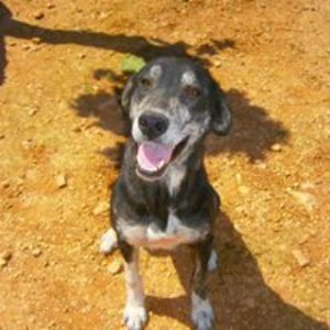 Krinio – Κρινιώ