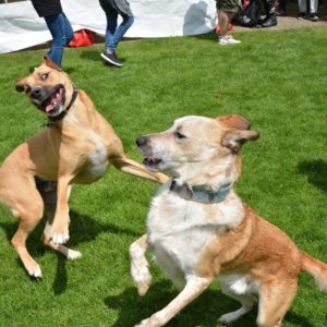 Συνάντηση 2017 – Reunion 2017