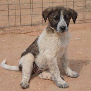 Σύνθια – Cynthia