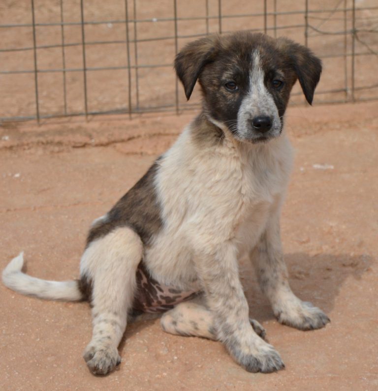 Read more about the article Σύνθια – Cynthia