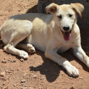 Τζάτζ – Judge