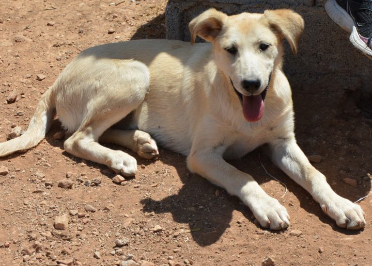 Read more about the article Τζάτζ – Judge