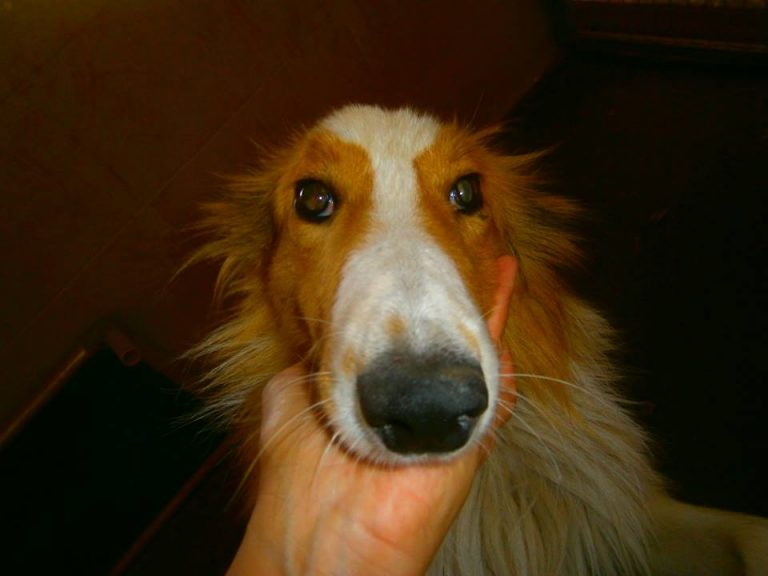 Read more about the article Κύριος Ρέντ – Mr. Red