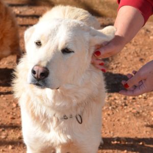 Φράνκι – Frankie