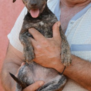 Τζαχάρα – Jahara