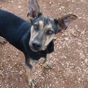 Πόλις – Polis