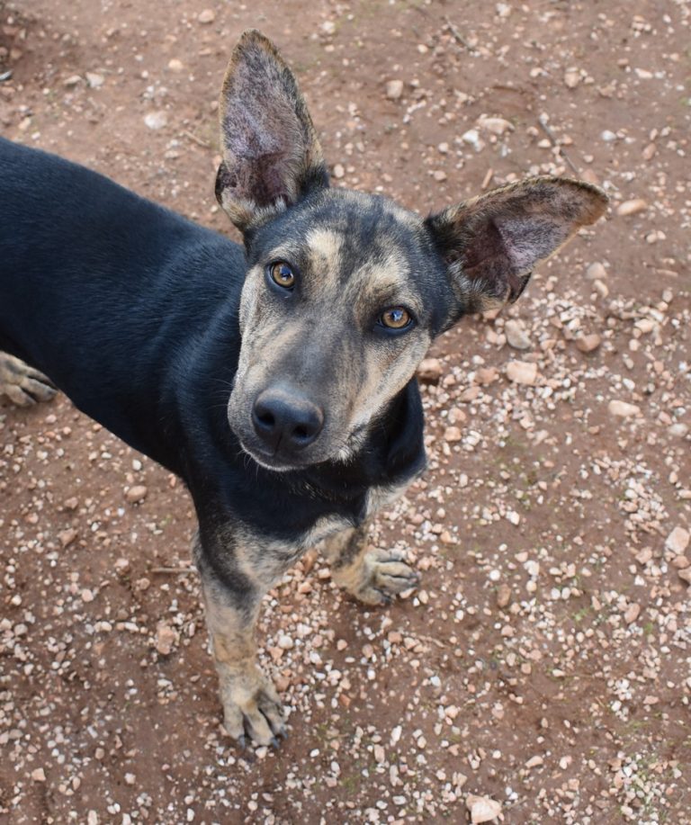 Read more about the article Πόλις – Polis