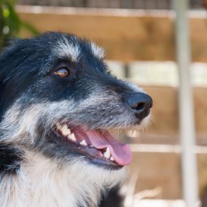 Γουάτσον – Watson