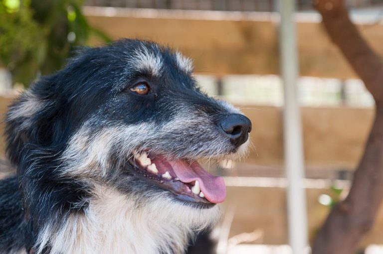 Read more about the article Γουάτσον – Watson