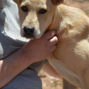 Μπονάντζα- Bonanza