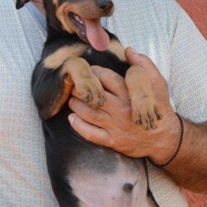 Μπέλαμυ – Bellamy