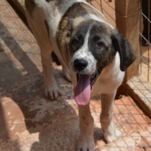 Σάικλον – Cyclone