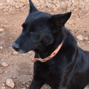 Αιμιλία- Emilia