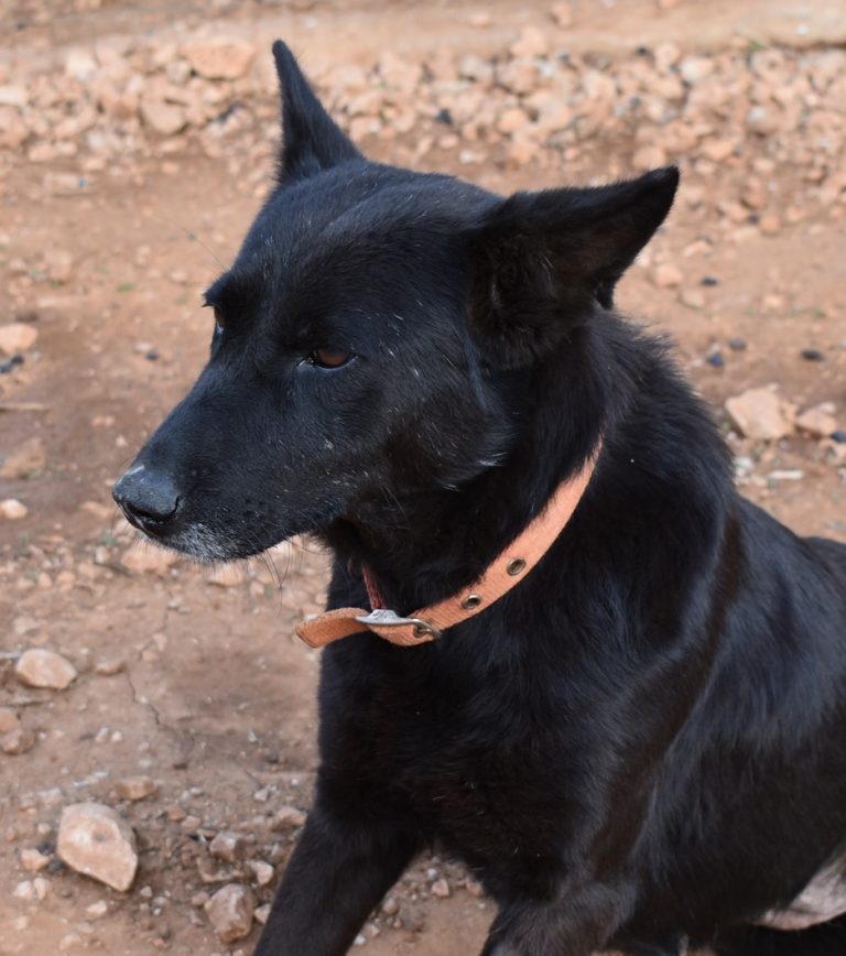 Read more about the article Αιμιλία- Emilia