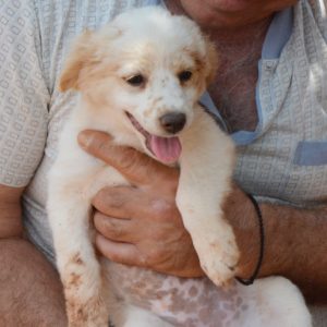 Ίντιγκο- Indigo