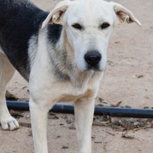 Κιάνα – Kiana