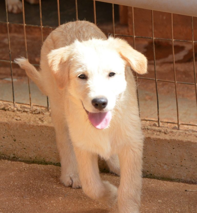 Read more about the article Τέσσα – Tessa