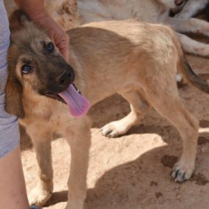 Λάιλακ – Lilac