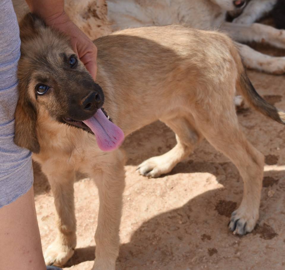 You are currently viewing Λάιλακ – Lilac