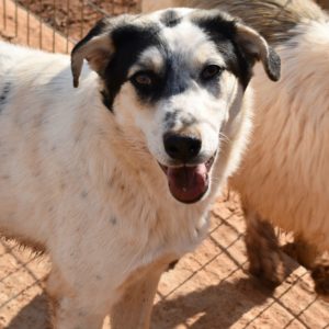 Τζούντυ – Judy