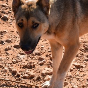 Λότους – Lotus