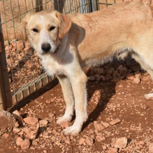 Νάτσο – Nacho