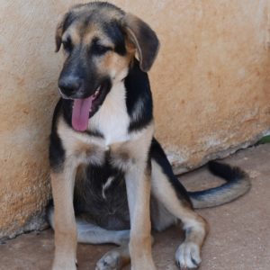 Όασις – Oasis