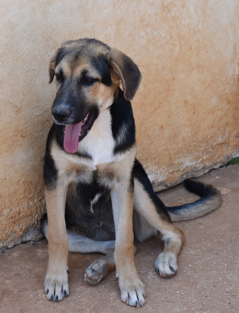 Read more about the article Όασις – Oasis