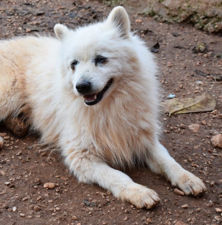 Read more about the article Όζζυ – Ozzie