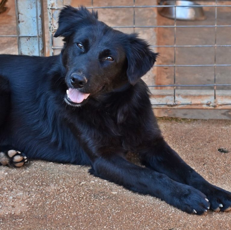 Read more about the article Πόλο – Polo