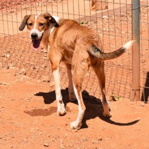 Σορέλ – Sorrel