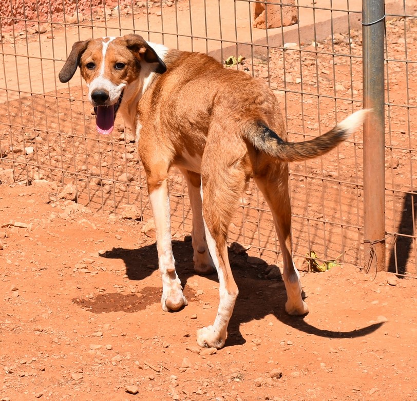 You are currently viewing Σορέλ – Sorrel