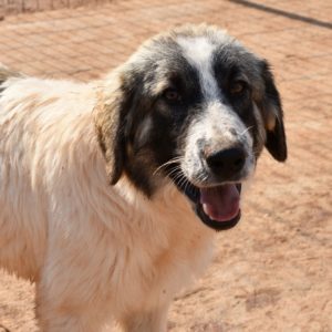 Άνθος – Anthos