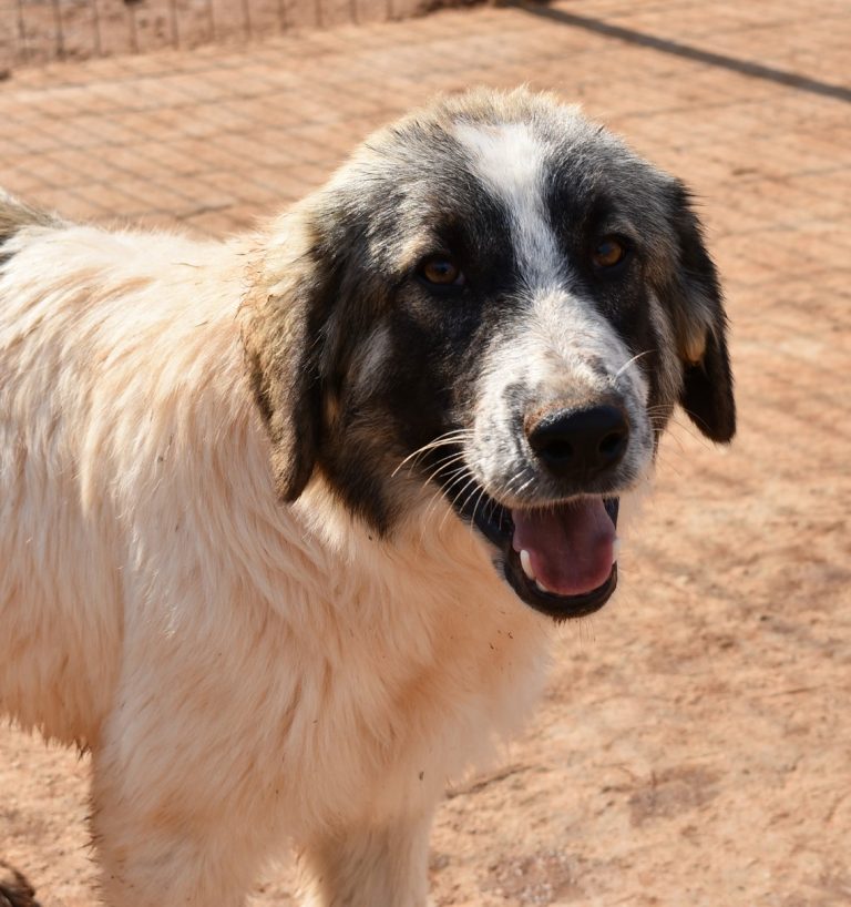 Read more about the article Άνθος – Anthos