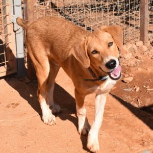 Ντέσμοντ – Desmond * Warning Graphic Pictures*