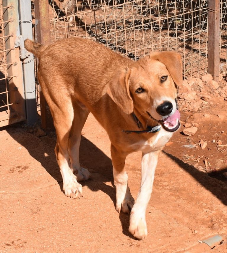 Read more about the article Ντέσμοντ – Desmond * Warning Graphic Pictures*