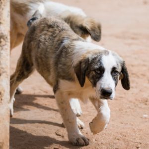 Ιβίσκος – Hibiscus